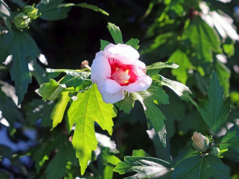 Hibiskus