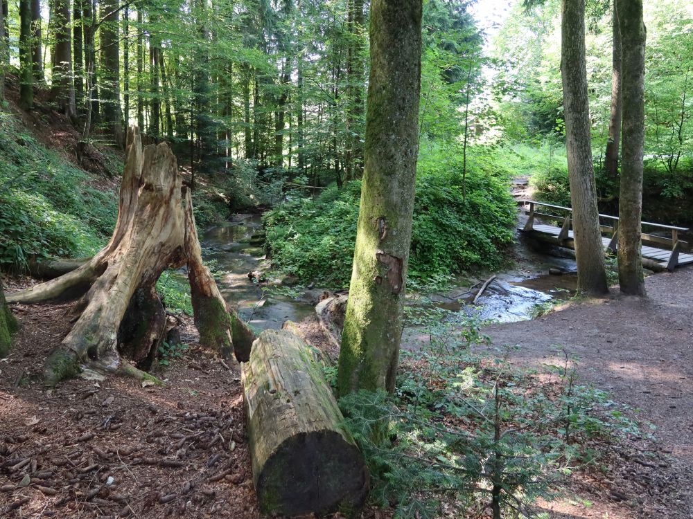 Baumstümpfe und Holzsteg