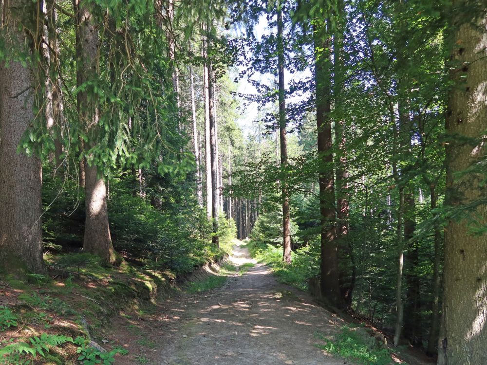 Waldweg