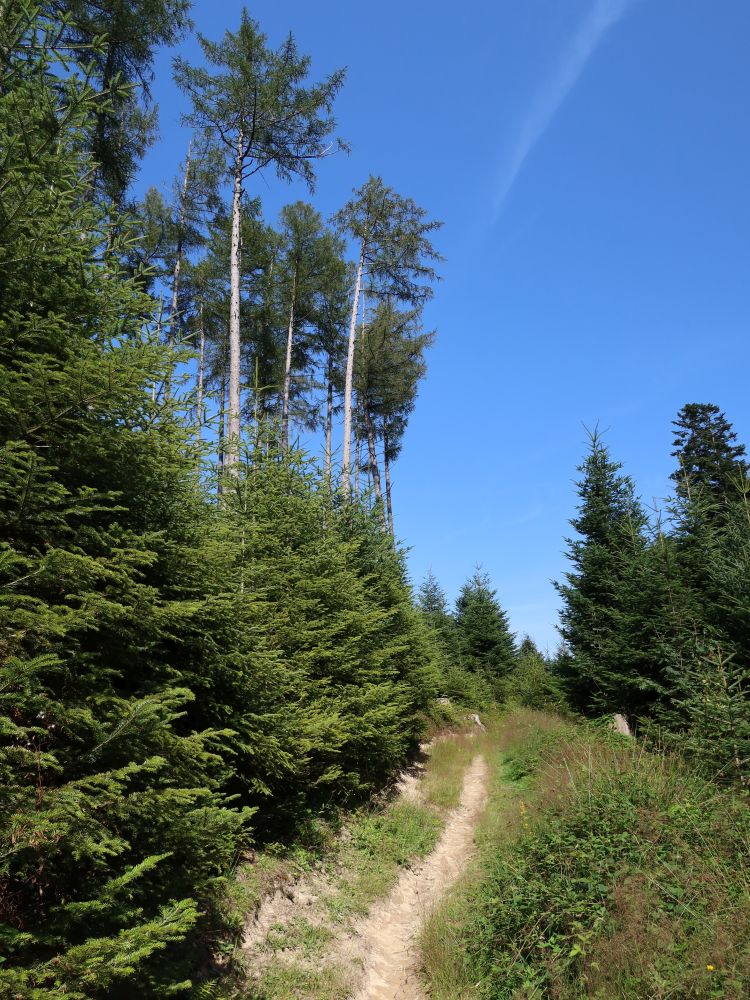 Pfad in Waldlichtung