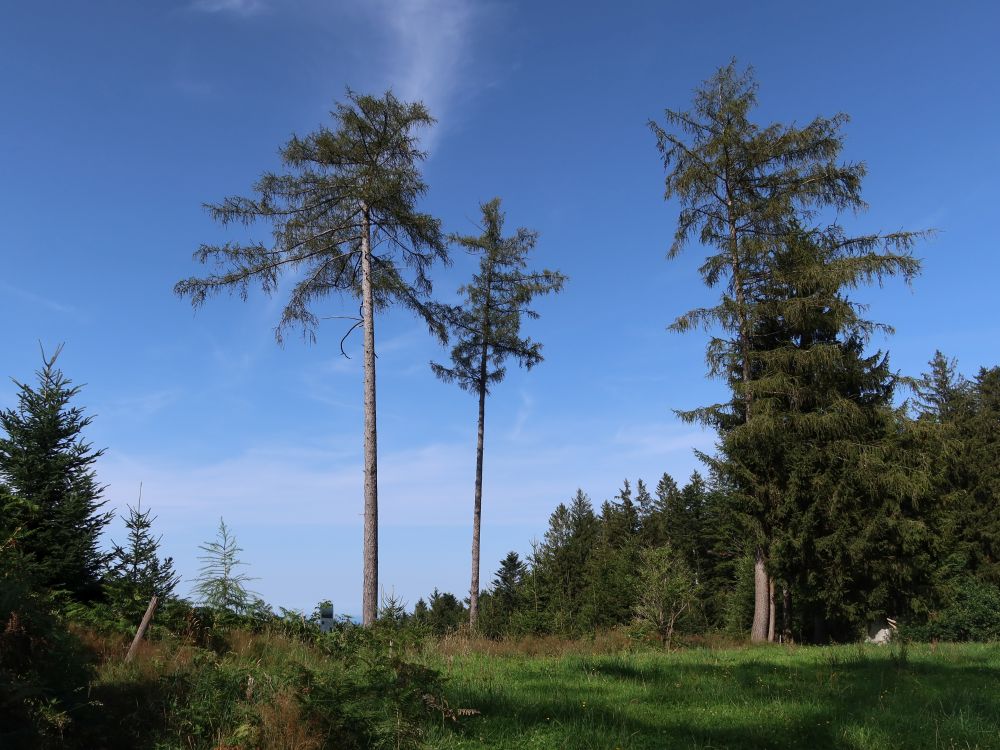 Einzelne Baumriesen