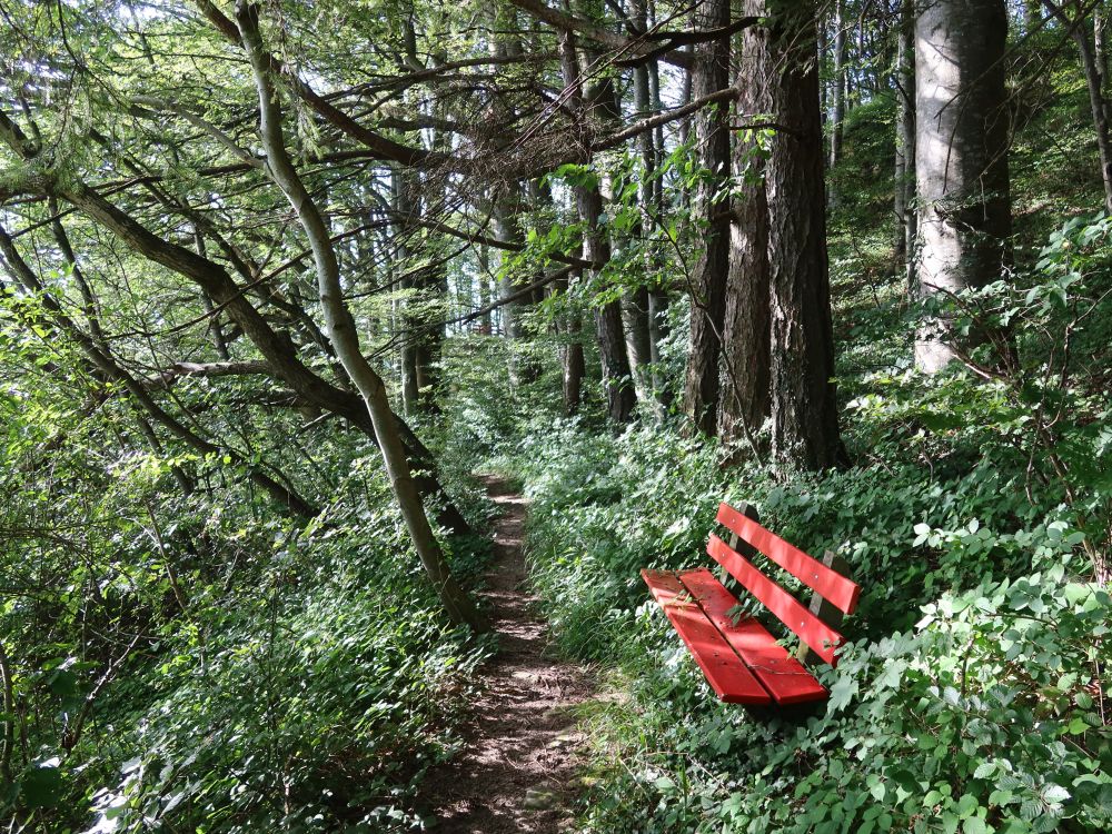 Sitzbank am Waldpfad