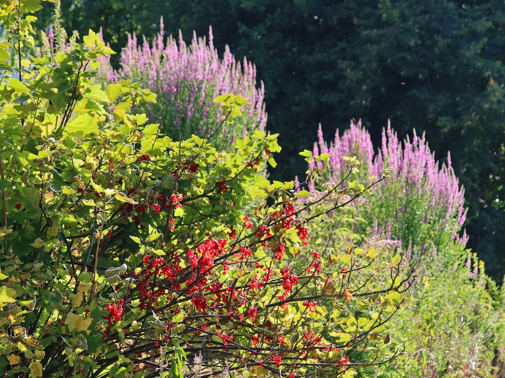 Blutweiderich und Johannisbeere