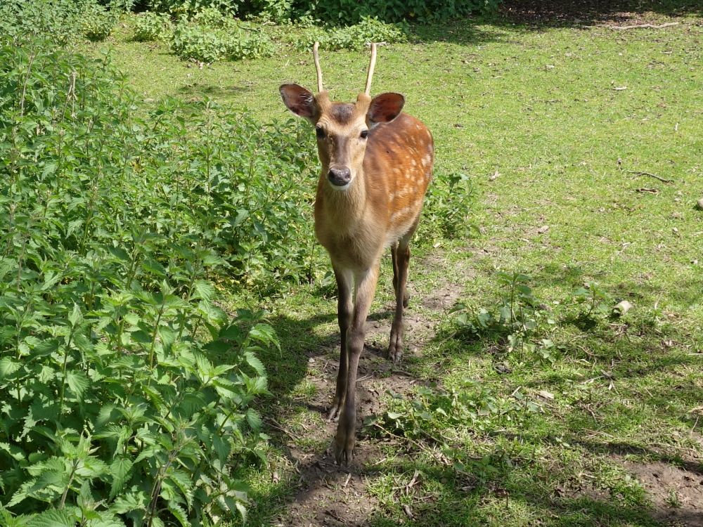 Hirsch im Tierpark