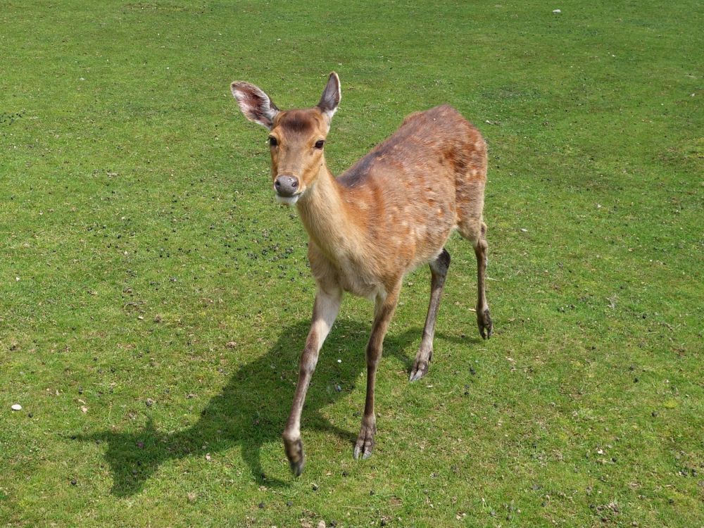 Hirsch im Tierpark