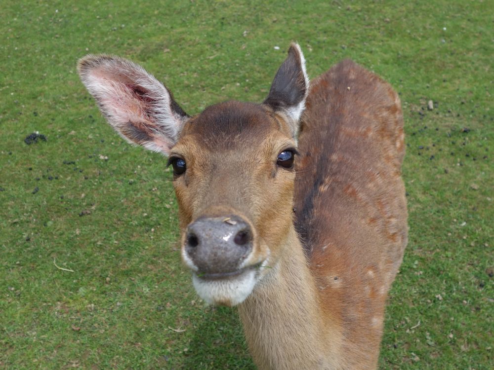 Hirsch im Tierpark