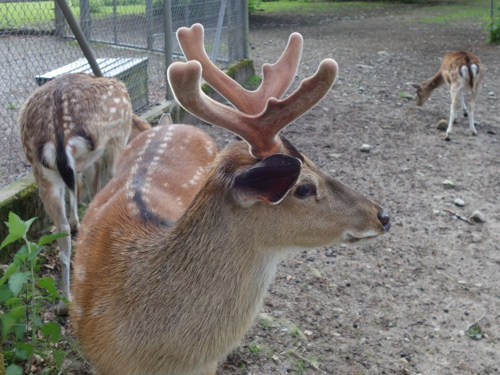 Hirsch im Tierpark