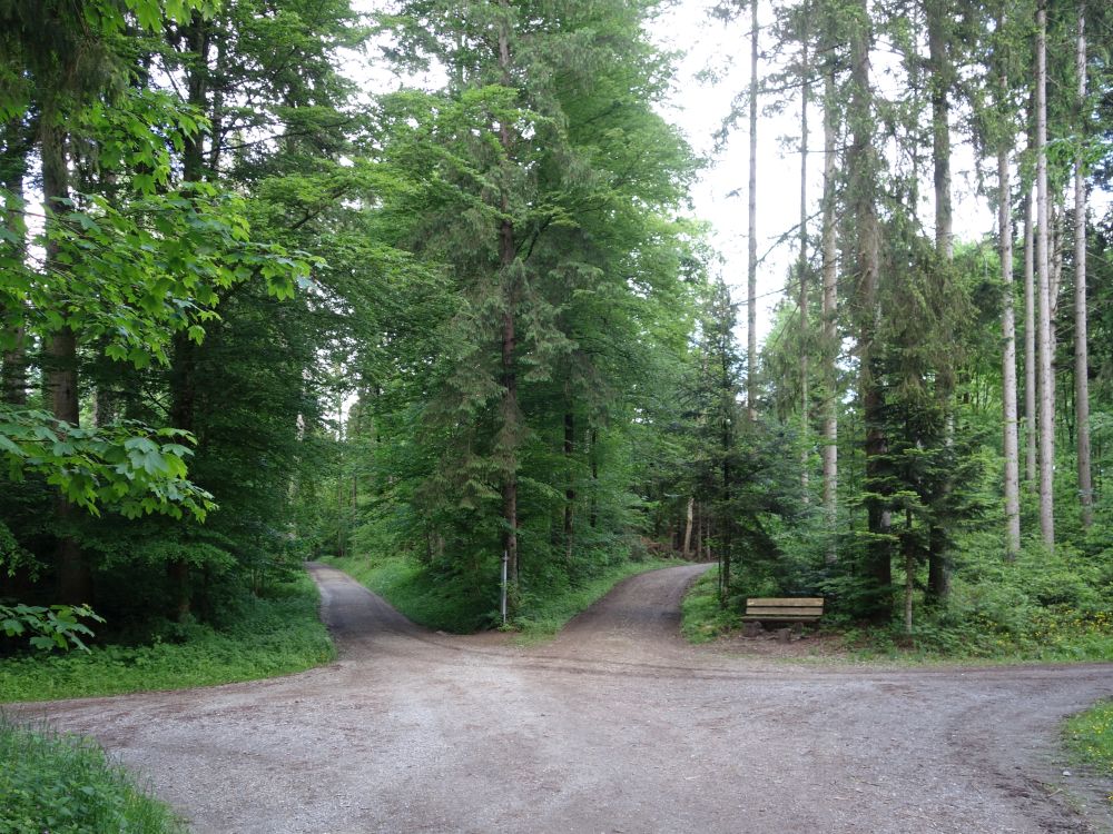 Weggabelungen im Churzholz