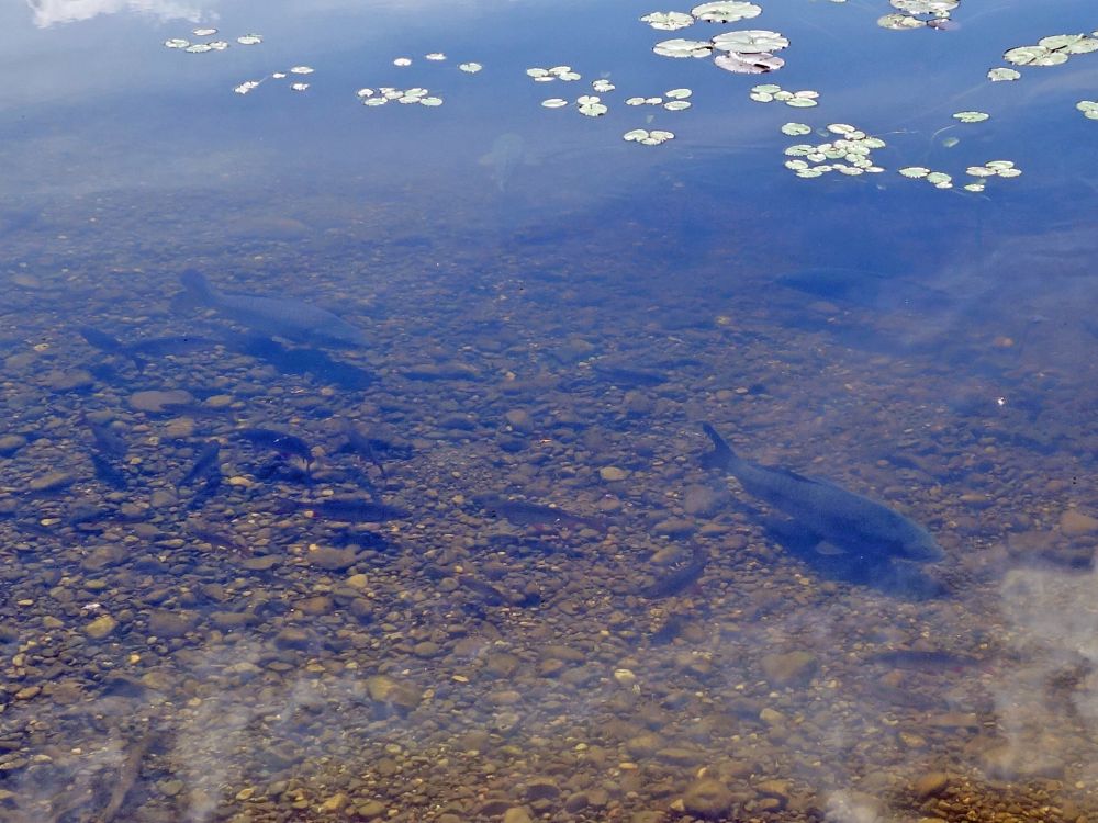 Fische