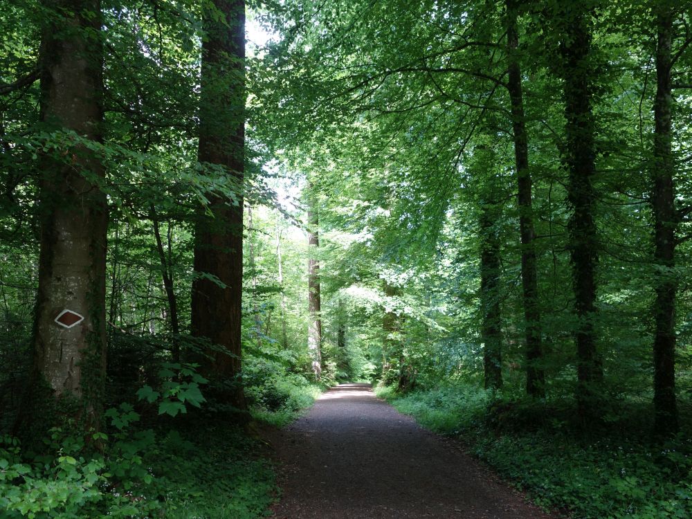 Waldweg