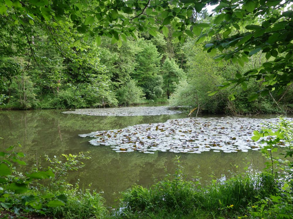 Steffetsmösli