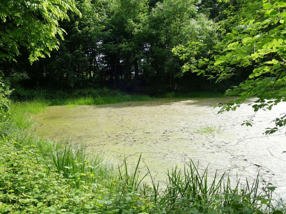 Fröschenteich