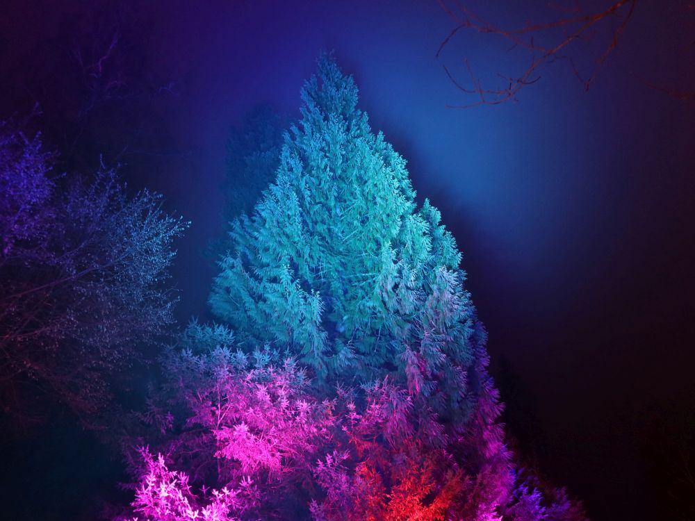 bunter Baum im Nebel