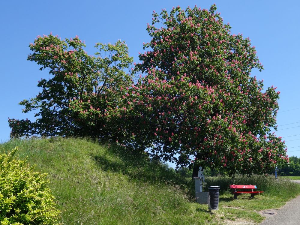 Sitzbank unterm Kastanienbaum