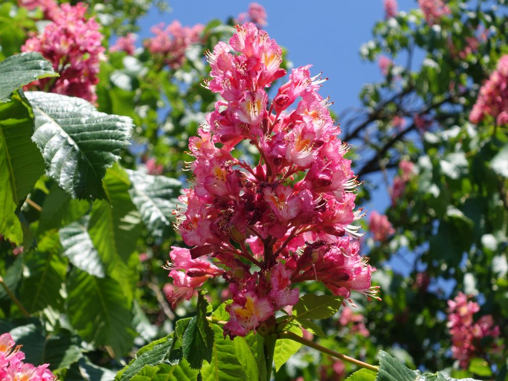 Kastanienblüte