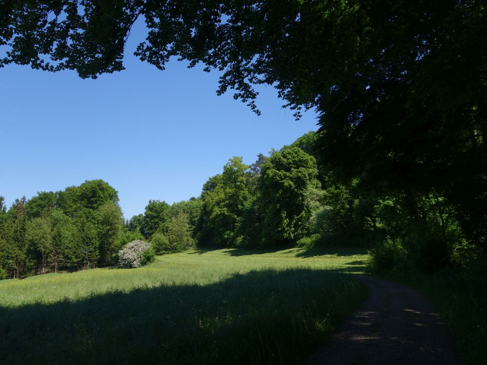 Weg am Waldrand