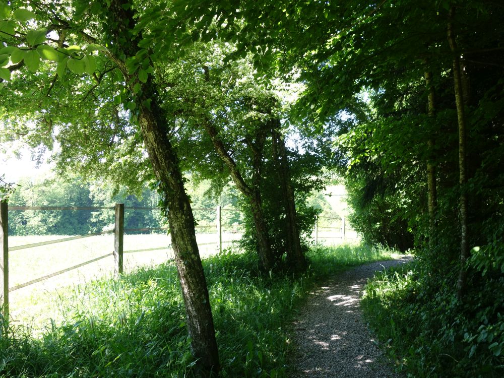 Fussweg Solenbach