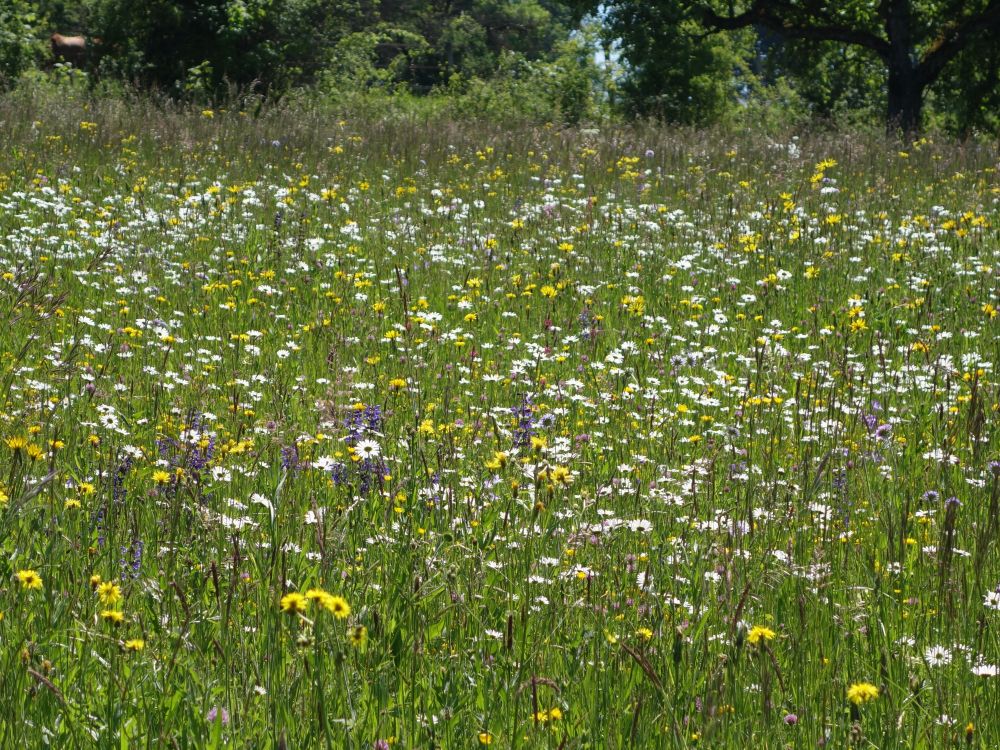 Blumenwiese
