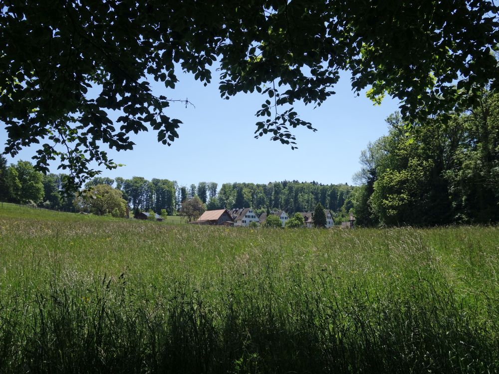 Blick Richtung Billikon