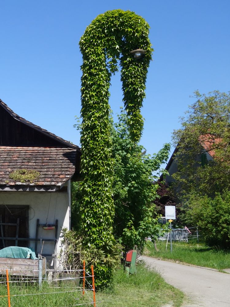zugewachsene Strassenlampe
