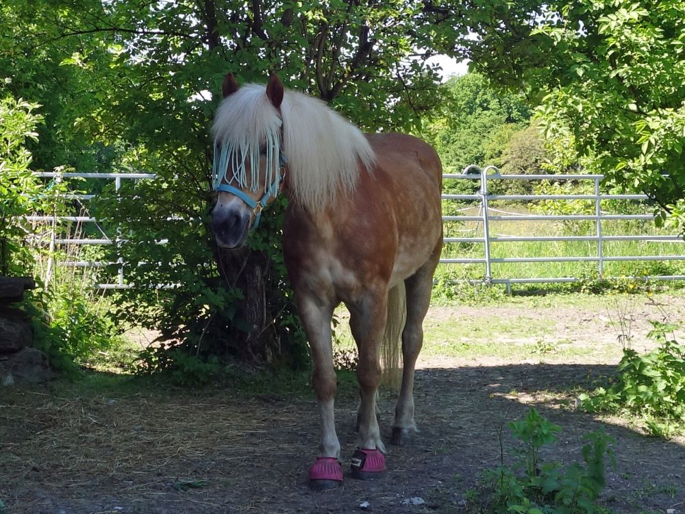 Pferd