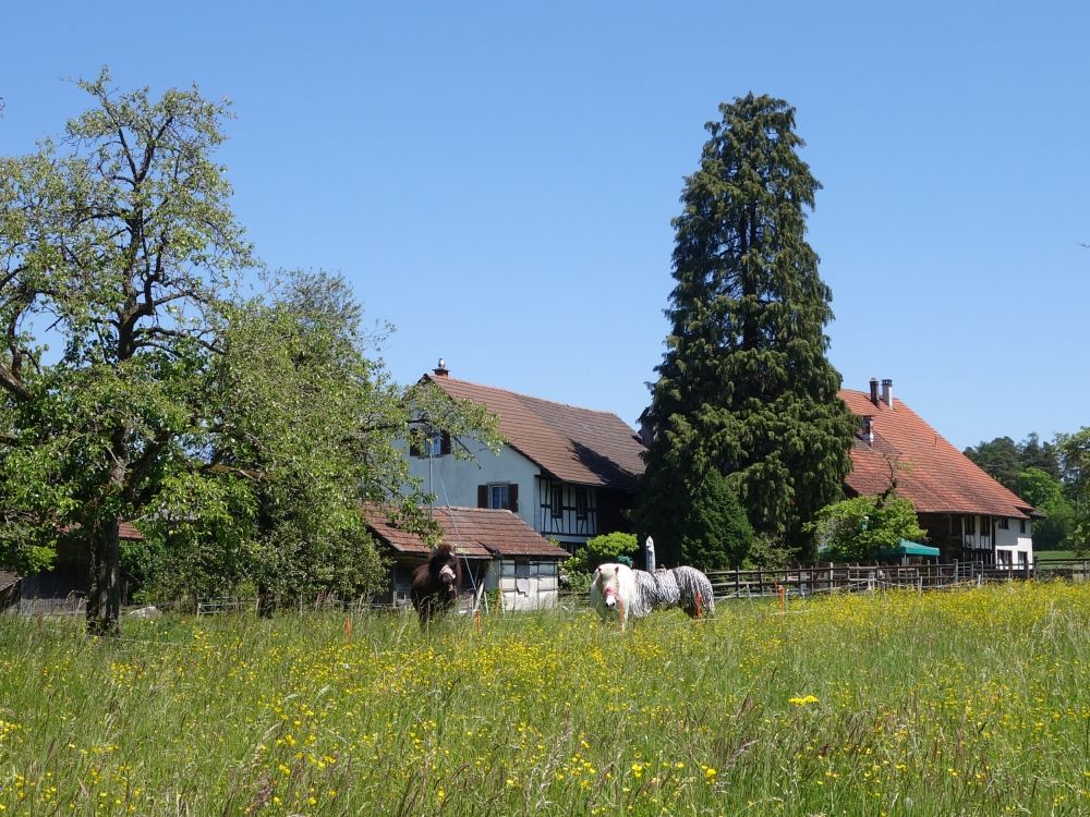 Pferde bei Kelmeten