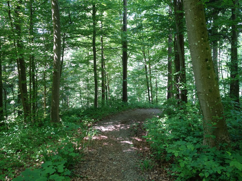 Waldpfad