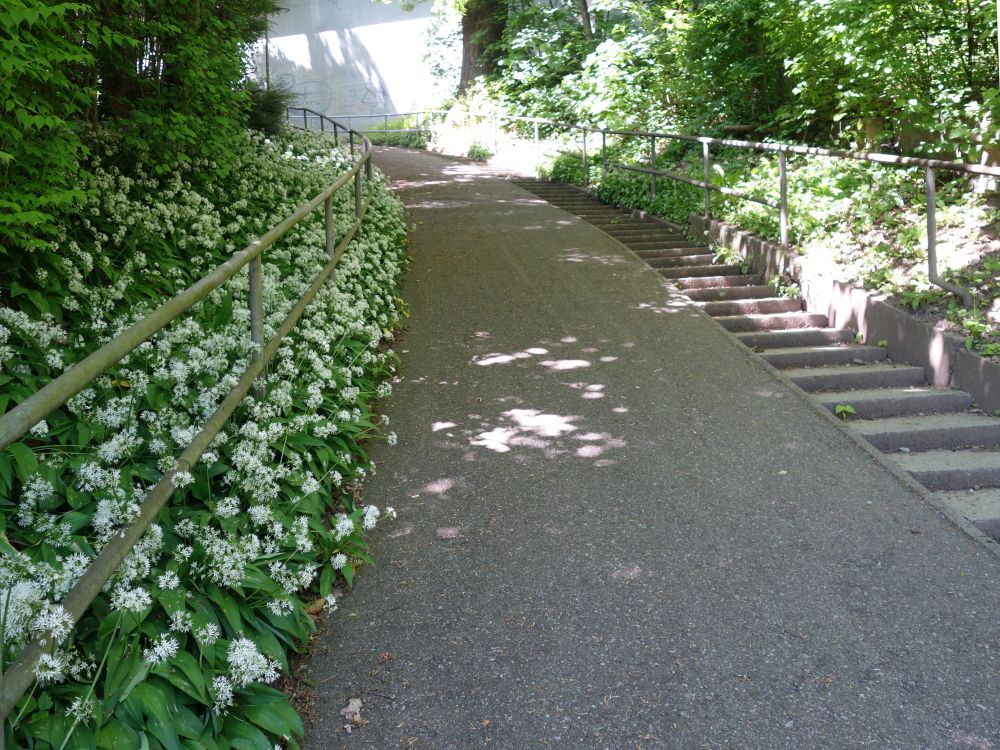 Bärlauch am Wegrand