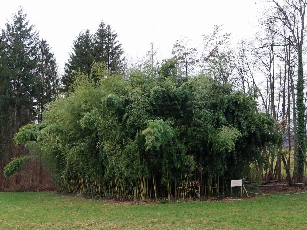 kleiner Bambuswald