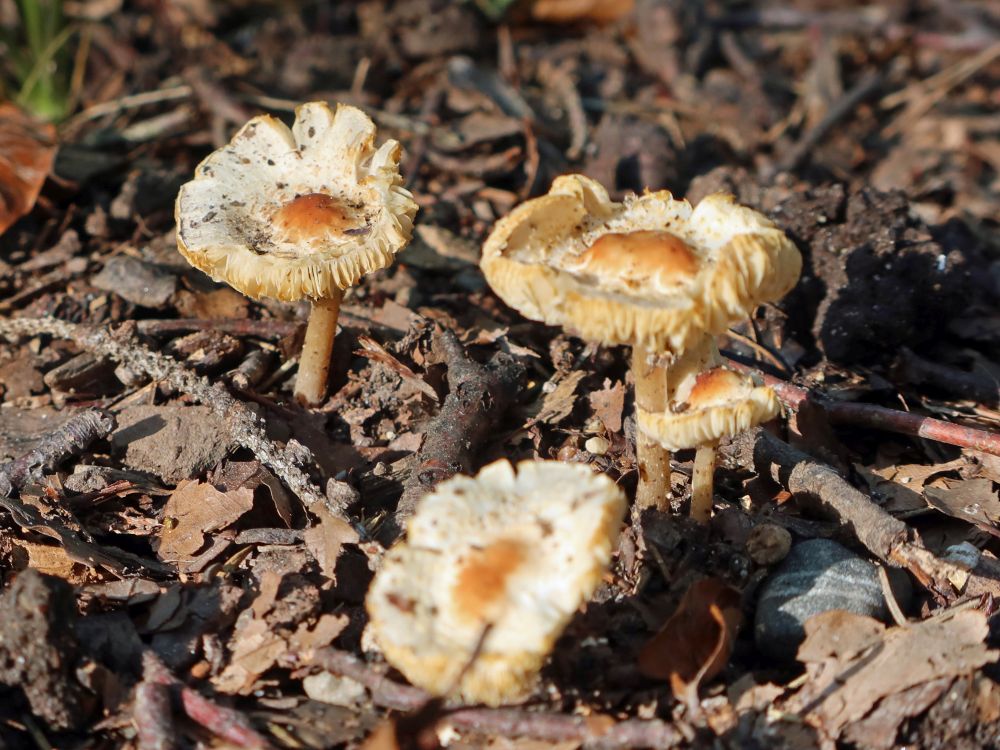 Pilze