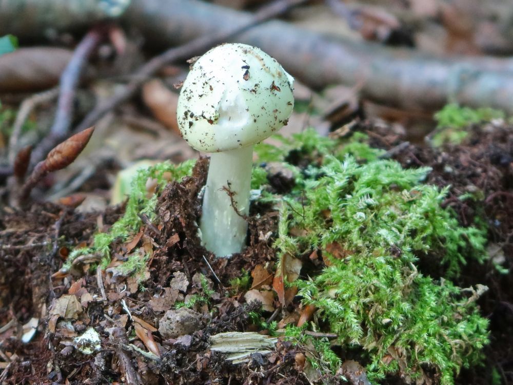 Pilz im Moos