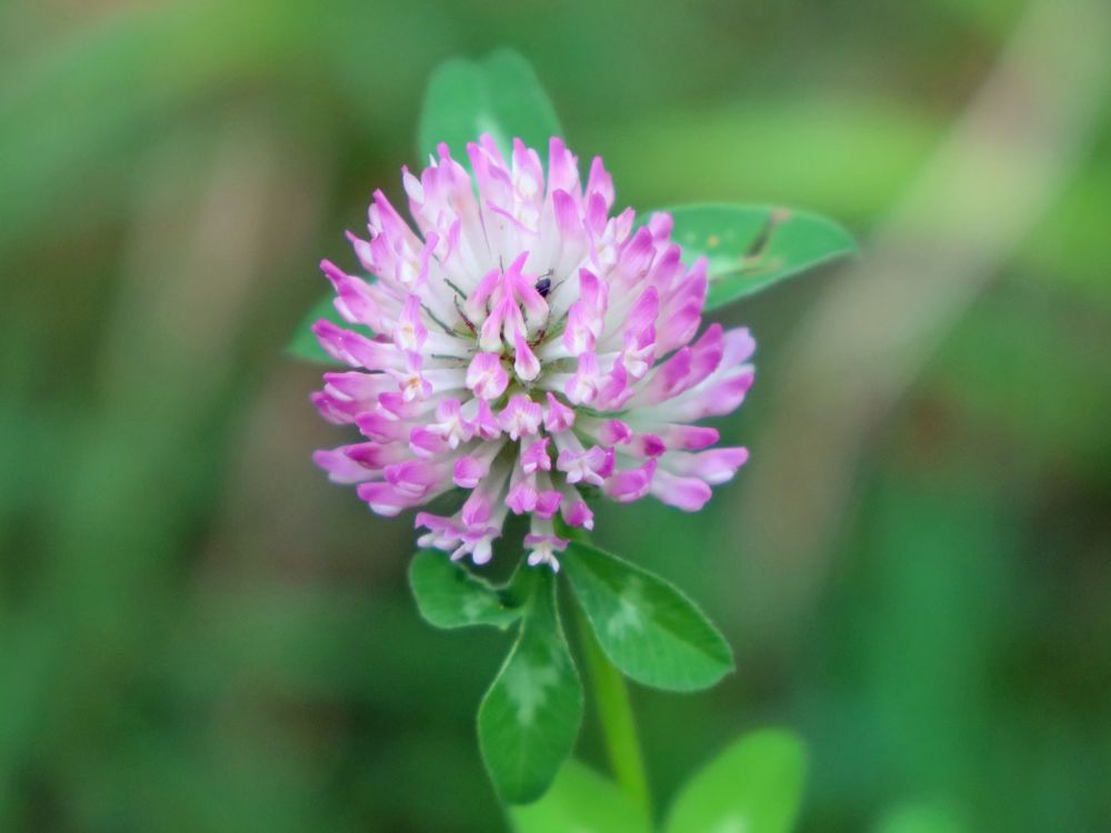 Wiesenklee