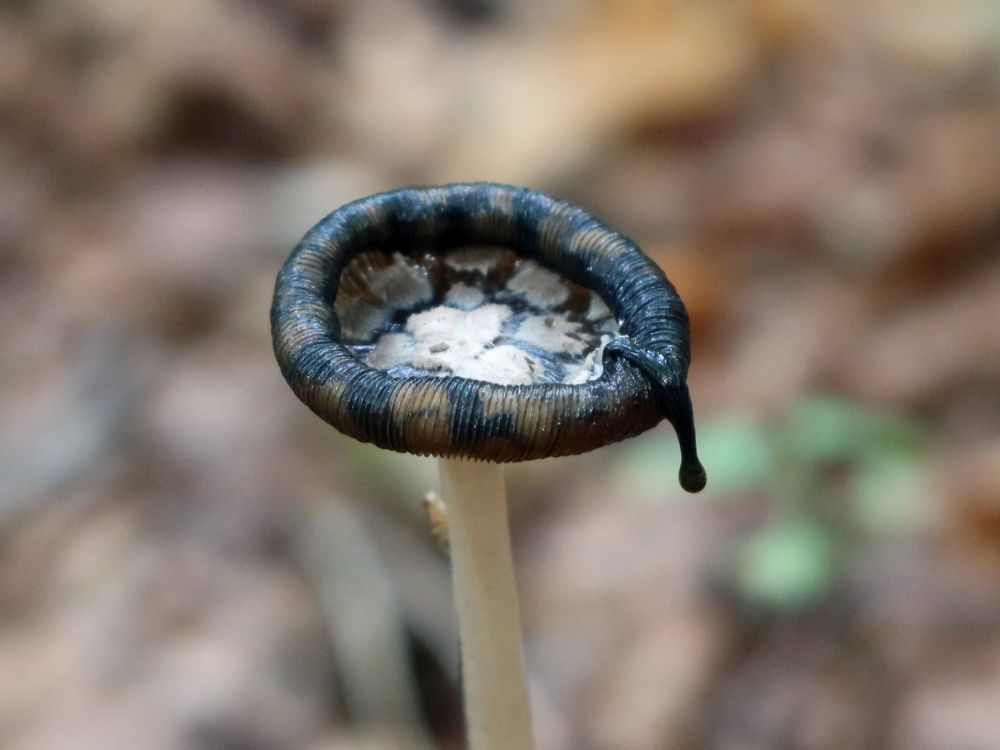 tropfender Pilz