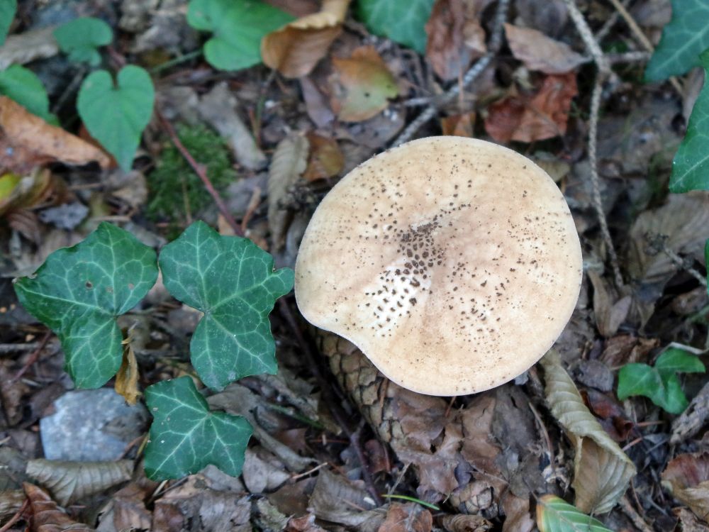 Efeu mit Pilz