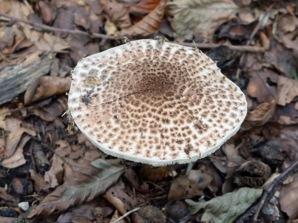 Pilz