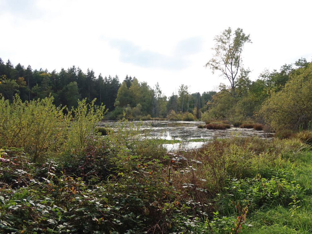 Dingelsdorfer Weiher