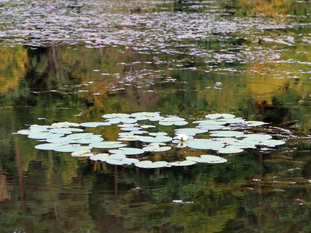 Seerosenblätter