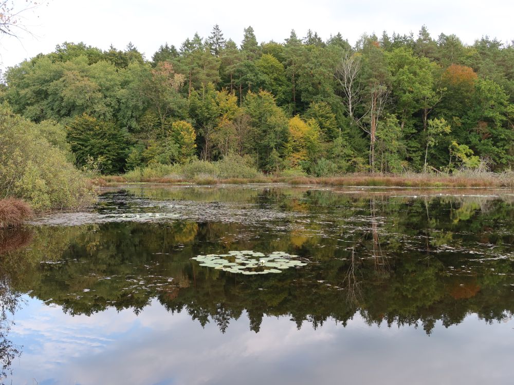 Dingelsdorfer Weiher