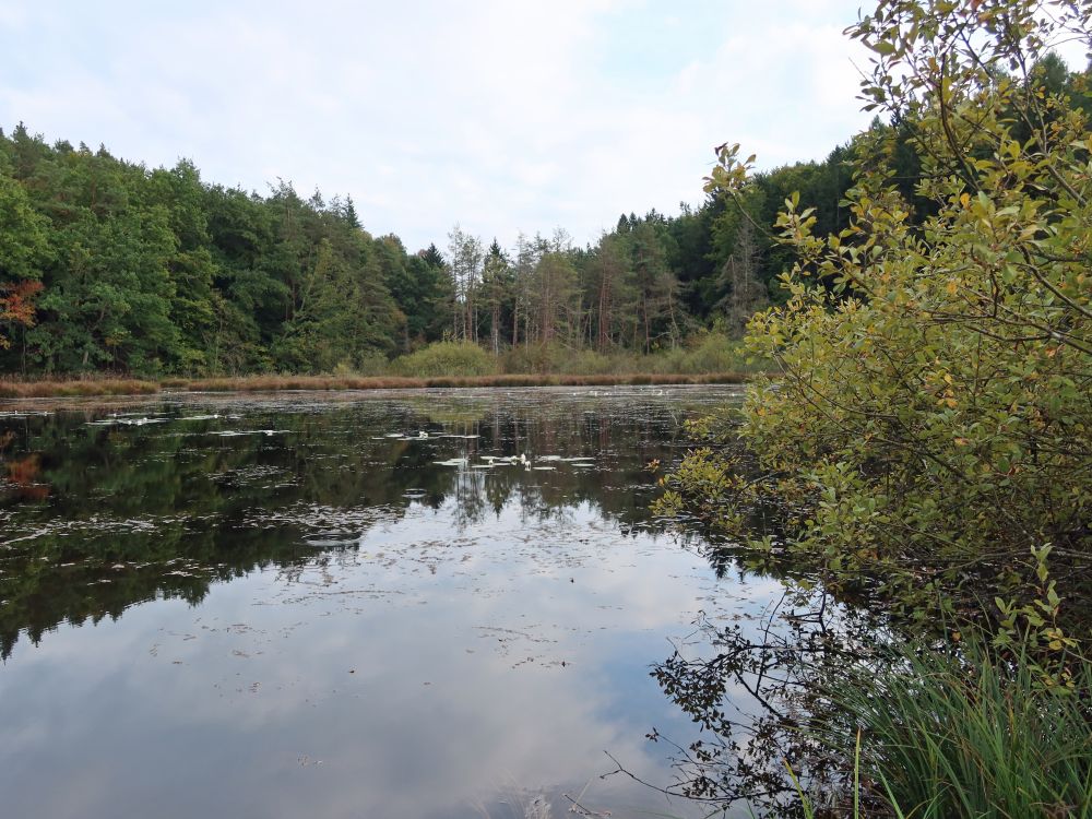 Dingelsdorfer Weiher