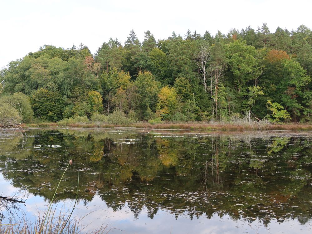 Dingelsdorfer Weiher