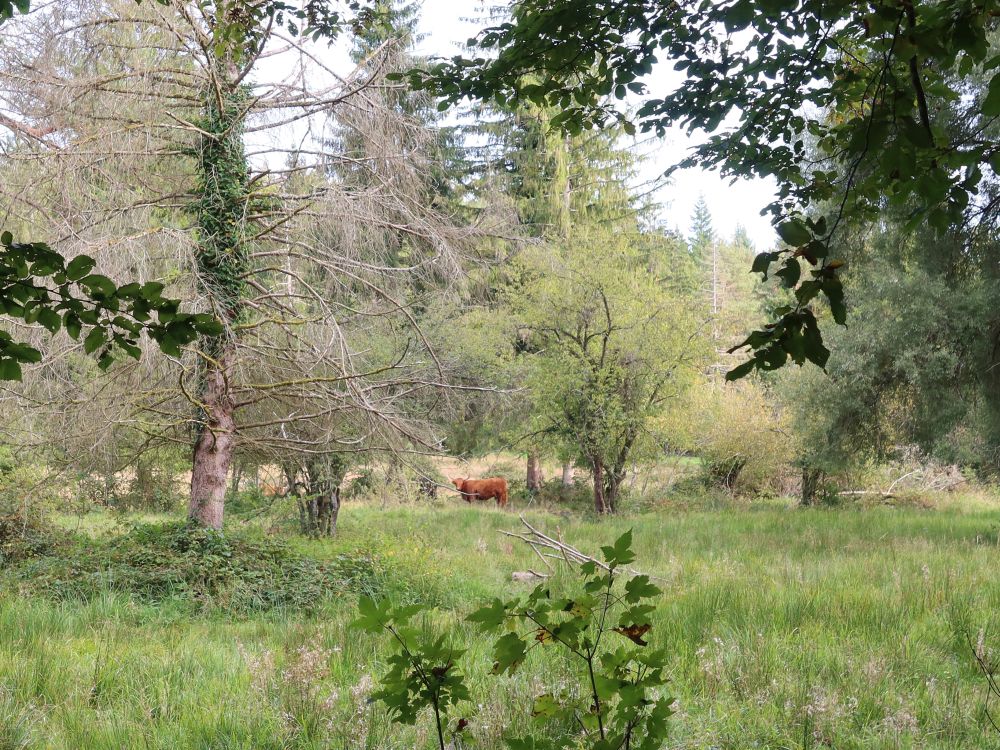 Hochlandrind im Ried