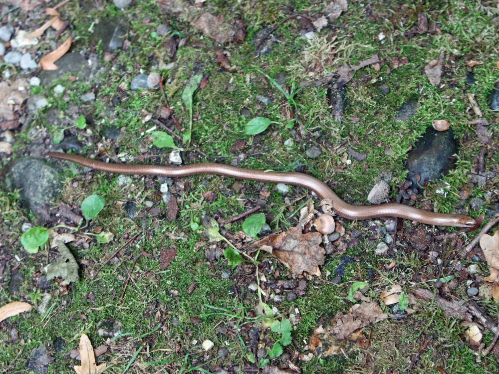 Blindschleiche