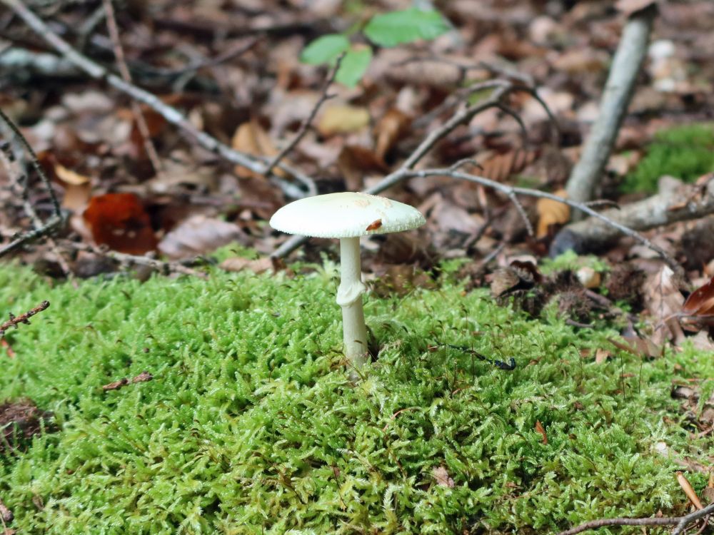 Pilz im Moos