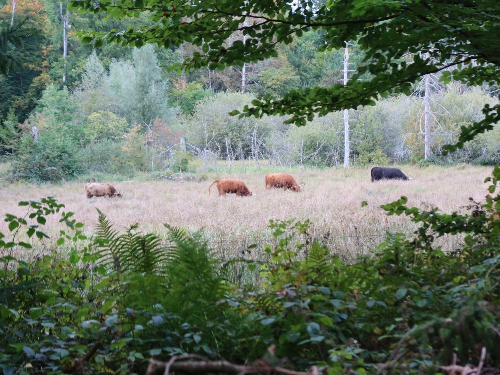 Hochlandrinder
