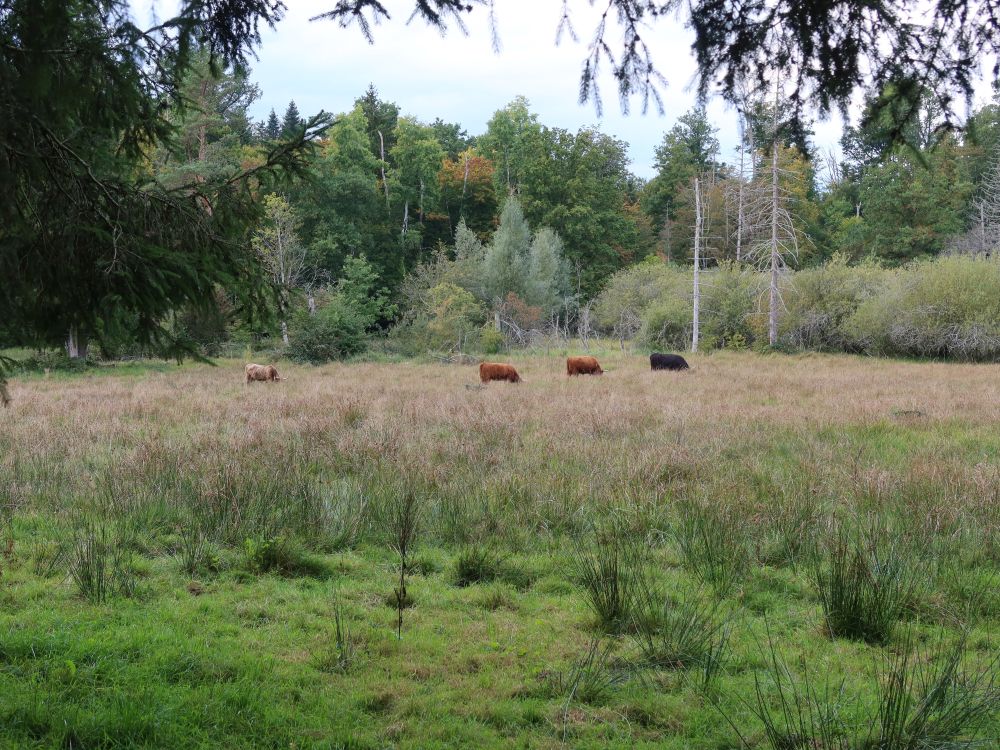 Hochlandrinder