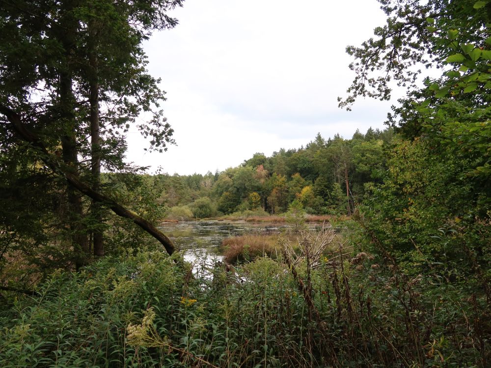 Dingelsdorfer Weiher
