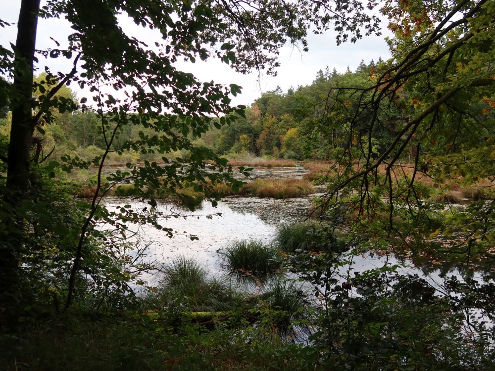 Dingelsdorfer Weiher