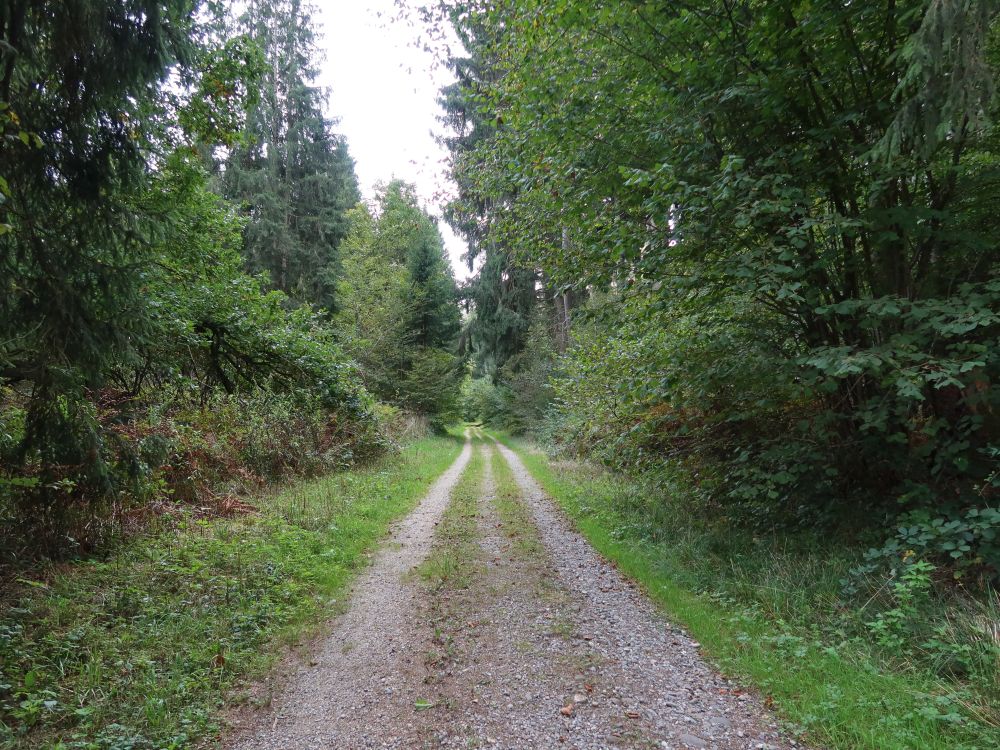 Waldweg