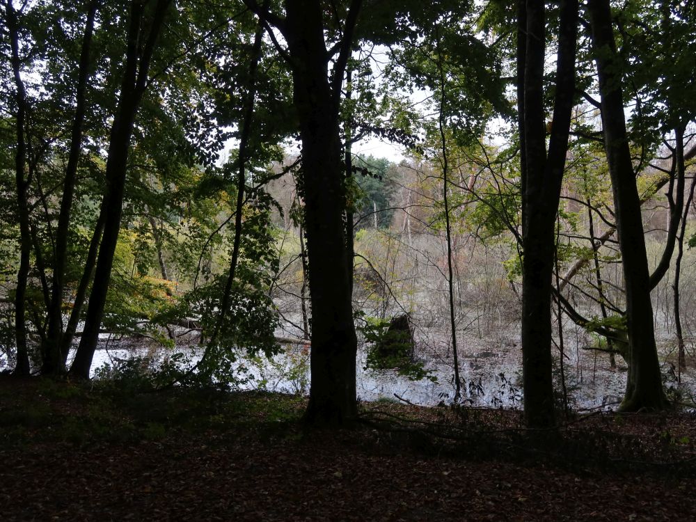 Bussensee