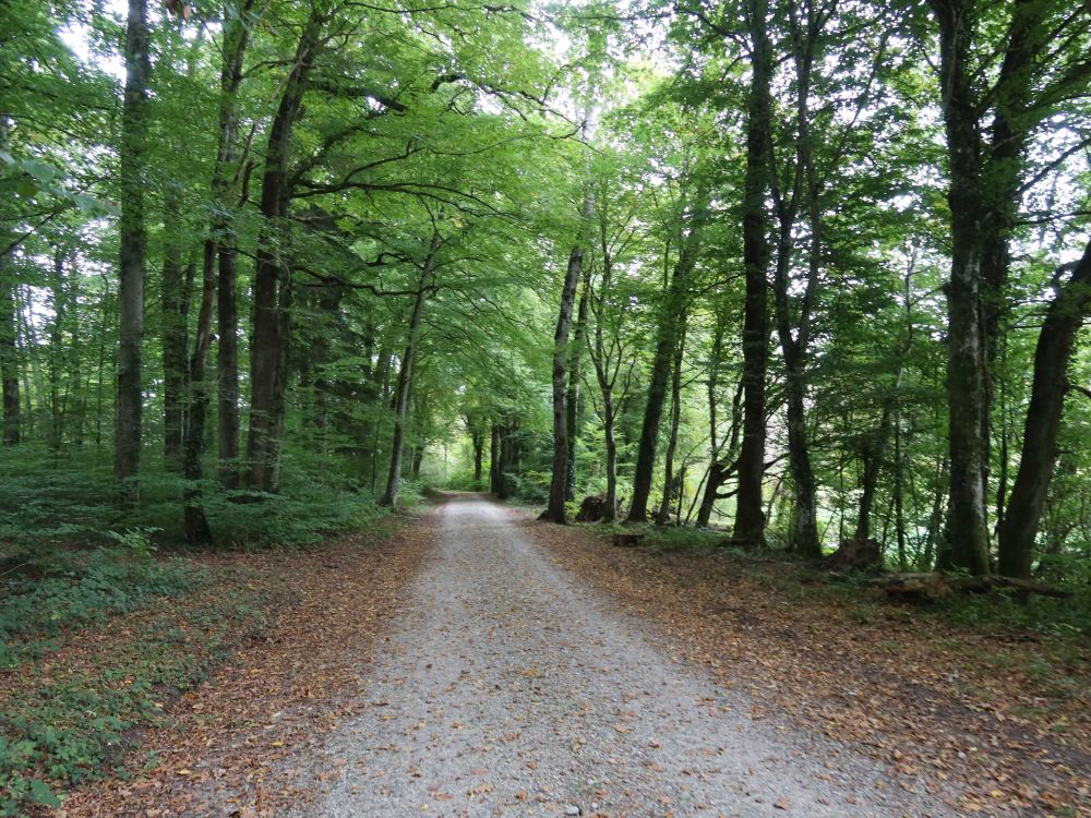 Waldweg